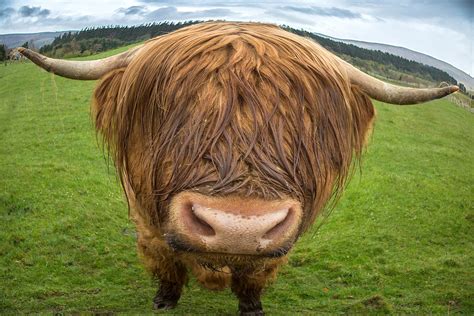 Highland Cow Up Close And Personal Jim Zuckerman Photography And Photo