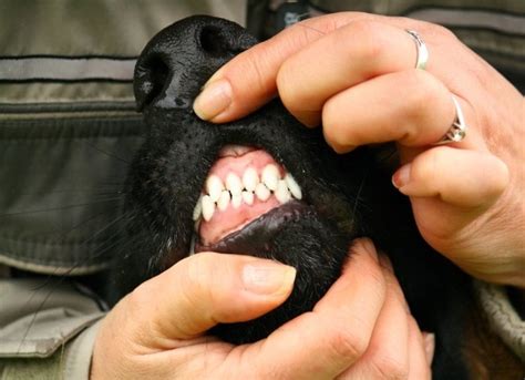 Tumors Of The Gums Epulis In Dogs Petmd