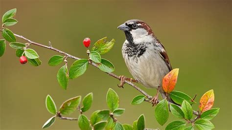 Sparrows Hd Wallpapers Volganga
