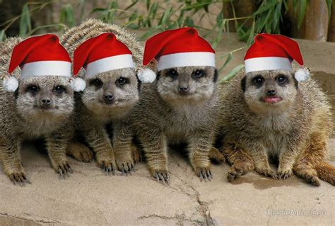 Have A Meerkat Christmas Greeting Card By Lizziemorrison In 2020