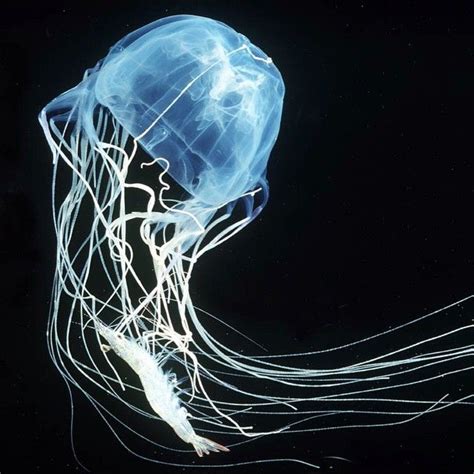 Photo By Daviddoubilet Box Jellyfish Feeding On Shrimp