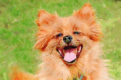 Happy Dog Watercolor Spitz Free Stock Photo Public