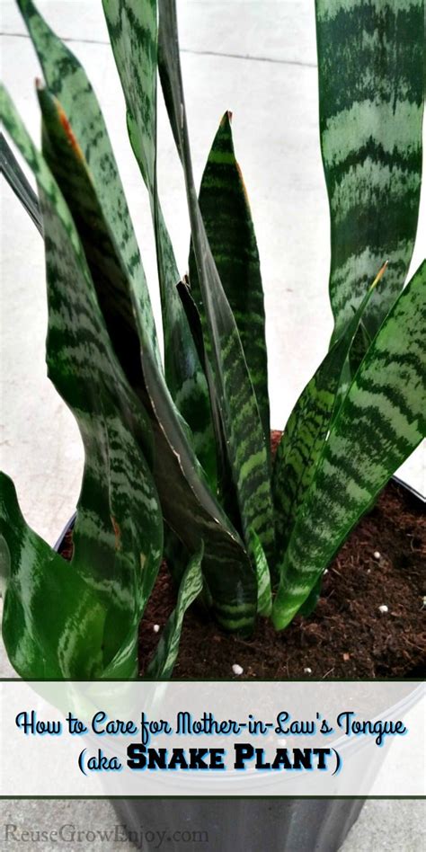 More images for how long do snake plants take to grow » How to Care for a Mother-in-Law's Tongue (aka Snake Plant ...