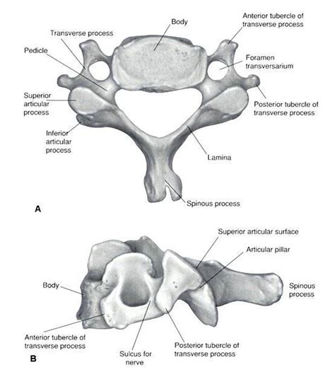 Maybe you would like to learn more about one of these? Pictures Of Cervical Vertebra