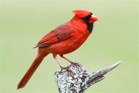 Male Northern Cardinal Stock Photo By ©stevebyland 7927963