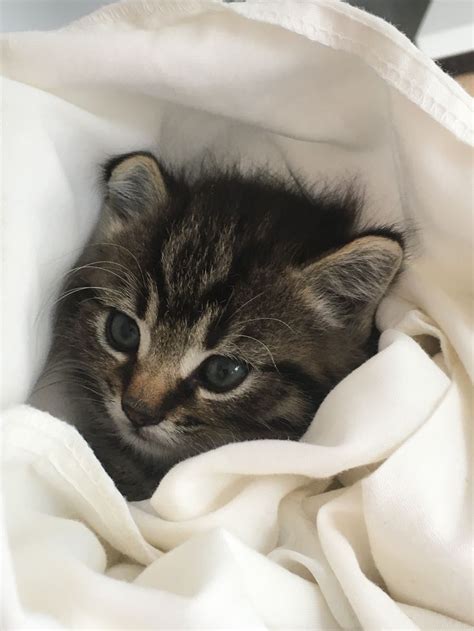 VERY cute kitten | Kittens cutest, Cats, Cat owners