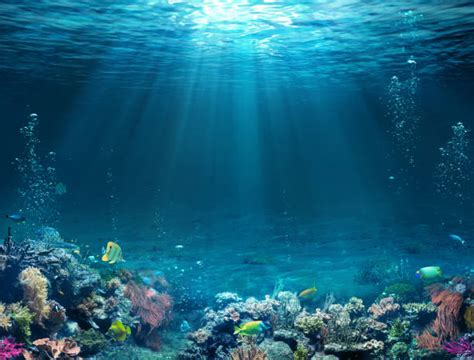Underwater Ocean Stock Photos Pictures And Royalty Free Images Istock