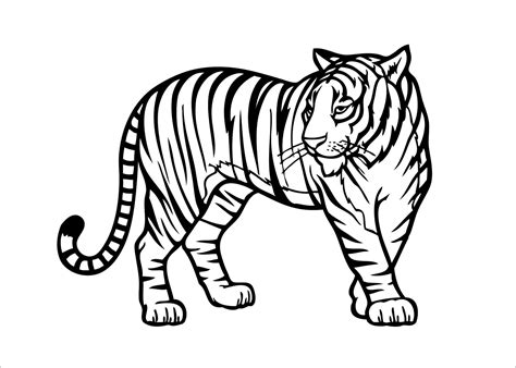 Tigre Básico Para Colorear Imprimir E Dibujar Coloringonlycom