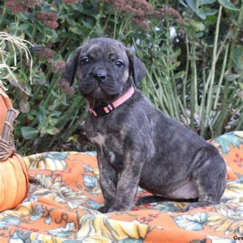 Cane Corso Mix Puppies For Sale Greenfield Puppies