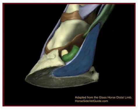 Understanding Navicular Syndrome And Heel Pain In Horses