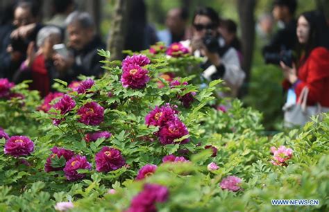 Peony Cultural Festival Opens In Central China Cn