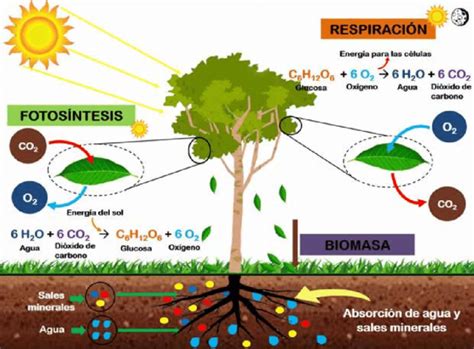 Diferencia entre fotosíntesis y respiración celular Diferenciando