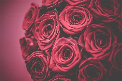 French Luxury Bouquet of Bordeaux Roses, Flowers in Bloom As Floral