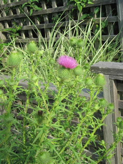 Maybe you would like to learn more about one of these? Gardening and Gardens: August 2010