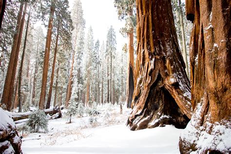 Visiting Kings Canyon And Sequoia National Parks In The Winter — Beyond Ordinary Guides Curated