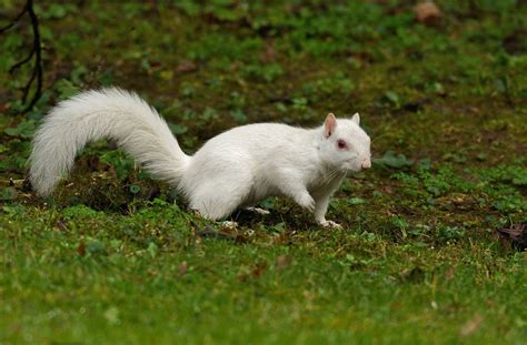 Albino Eastern Grey Squirrel