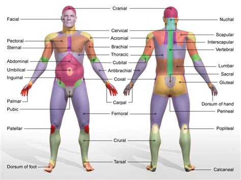 A letter to a new friend: body parts at Hawkeye Community College - StudyBlue