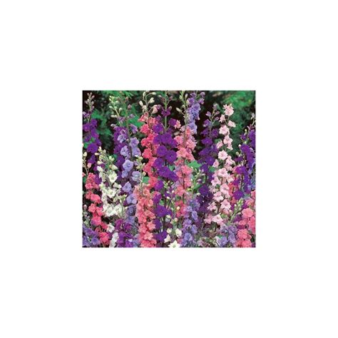 Larkspur Giant Imperial Mix 200 Seeds