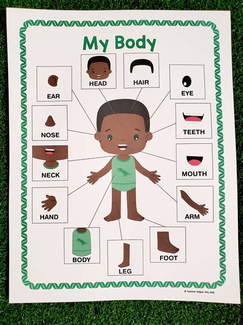 Parts Of The Body Printable