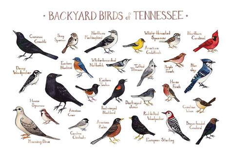 Tennessee Backyard Birds Field Guide Art Print Backyard Birds Guided