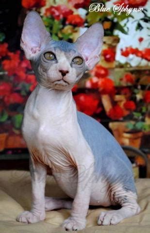 Search through thousands of adverts for kittens & cats for sale in the uk, from pets4homes, the uks most popular free pet classifieds. Sphynx Kittens for Sale in Tampa, Florida Classified ...