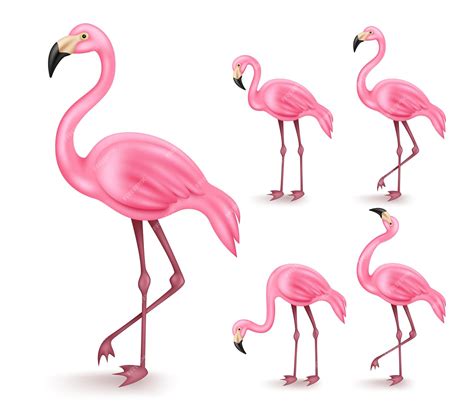 Premium Vector Flamingo Vector Set Design 3d Flamingos In Standing