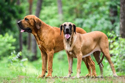 Acompanhe a tabela de classificação, vídeos, resultados, próximos jogos e últimas notícias sobre o campeonato brasileiro no uol esporte. Fila Brasileiro - Breed Information (Health, Appearance ...