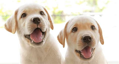 4 Week Old Labrador Puppies How To Train A Labrador Retriever Puppy
