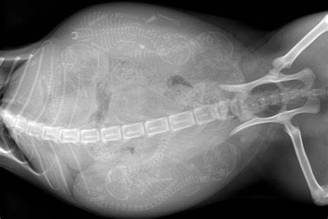 Bessie and the cats 15/? Kitten X-Ray: Our soon-to-be new kittens | Pregnant cat ...