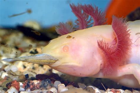 Maybe you would like to learn more about one of these? What do axolotls eat? Axolotl Diet Guide 101 | Exopetguides