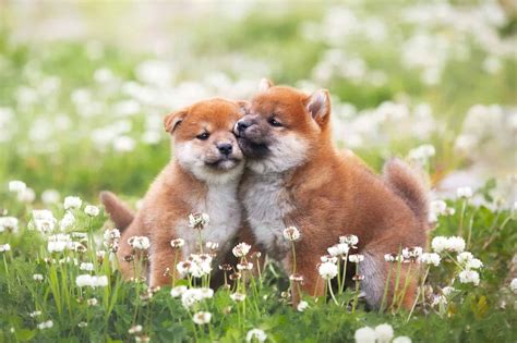 10 Best Shiba Inu Breeders 2023 Our Top 10 Picks