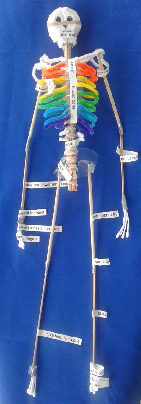 Sketchfab is particularly helpful for this project because it allows students to view the models on smartphones, tablets, and computers alike. How to make a skeleton for your classroom | Skeleton model ...