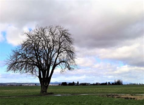 A Lone Tree In The Early Spring Field Stock Photo Image Of Fresh