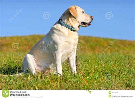 Yellow Labrador Sitting Stock Photo Image Of Puppy Park 1642122