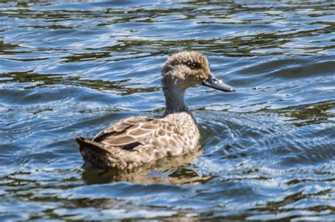 Grey Teal New Zealand Birds Online