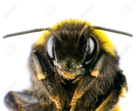 Ultra Macro Of Bumblebee Head With Antennas Isolated On White