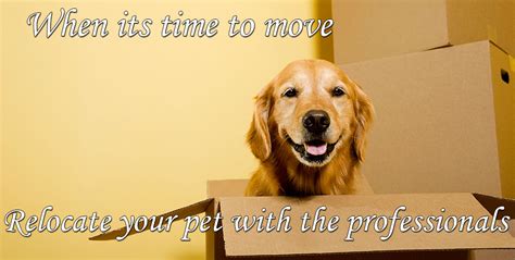 Service to and from more than 150 airports. Pet movers, Pet delivery service, Dog transport, Pet ...