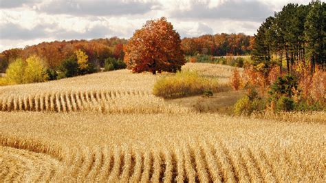 Corn Field Wallpapers Top Free Corn Field Backgrounds