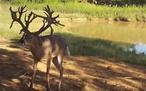 Amazing Whitetail Buck In This Trail Camera Hunting Video
