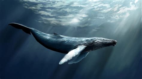 Check spelling or type a new query. humpback whale desktop wallpaper | A Whale of a Tail! | Pinterest | Humpback whale and Wallpaper