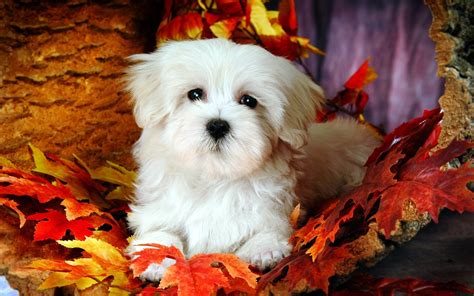 Lovely Little White Fluffy Puppy Wallpaper 15 1920x1200 Download