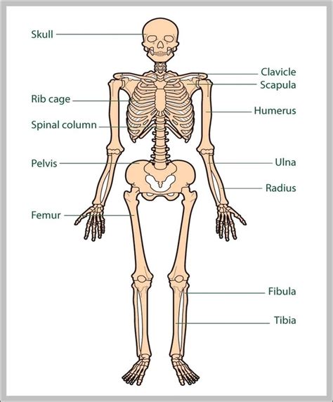 Diagram Of Bones In The Human Body Image Anatomy System Human Body
