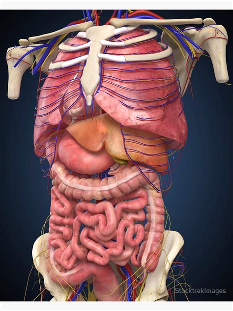 Midsection View Showing Internal Organs Of Human Body