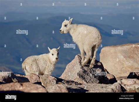 Especies De Cabras Salvajes Fotos E Imágenes De Stock Alamy
