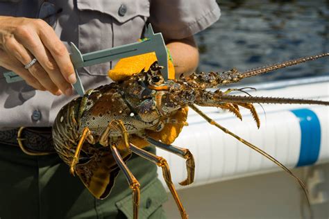 Lobstering Biscayne National Park Us National Park Service