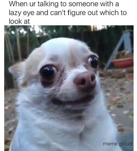 Lazy Eye Funny Dog Memes Funny Animal Memes Funny Animal Jokes