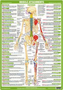 Printable anatomical charts and diagrams. Muscle Attachment Posterior Anatomy Poster Skeleton Chart ...