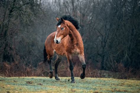 10 Most Beautiful Horse Breeds 10 Most Today