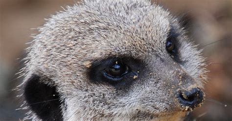 Highly Declassified Murderous Meerkats Now Prowling Brockton Streets