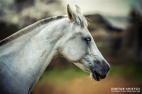 Equine Portrait White Horse Head 54ka Photo Blog